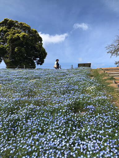 ネモフィラの群生は圧巻 マザー牧場での一コマです ぶちおの部屋