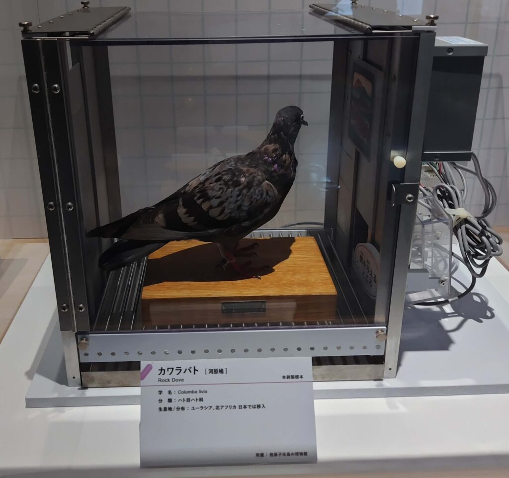 鳥展