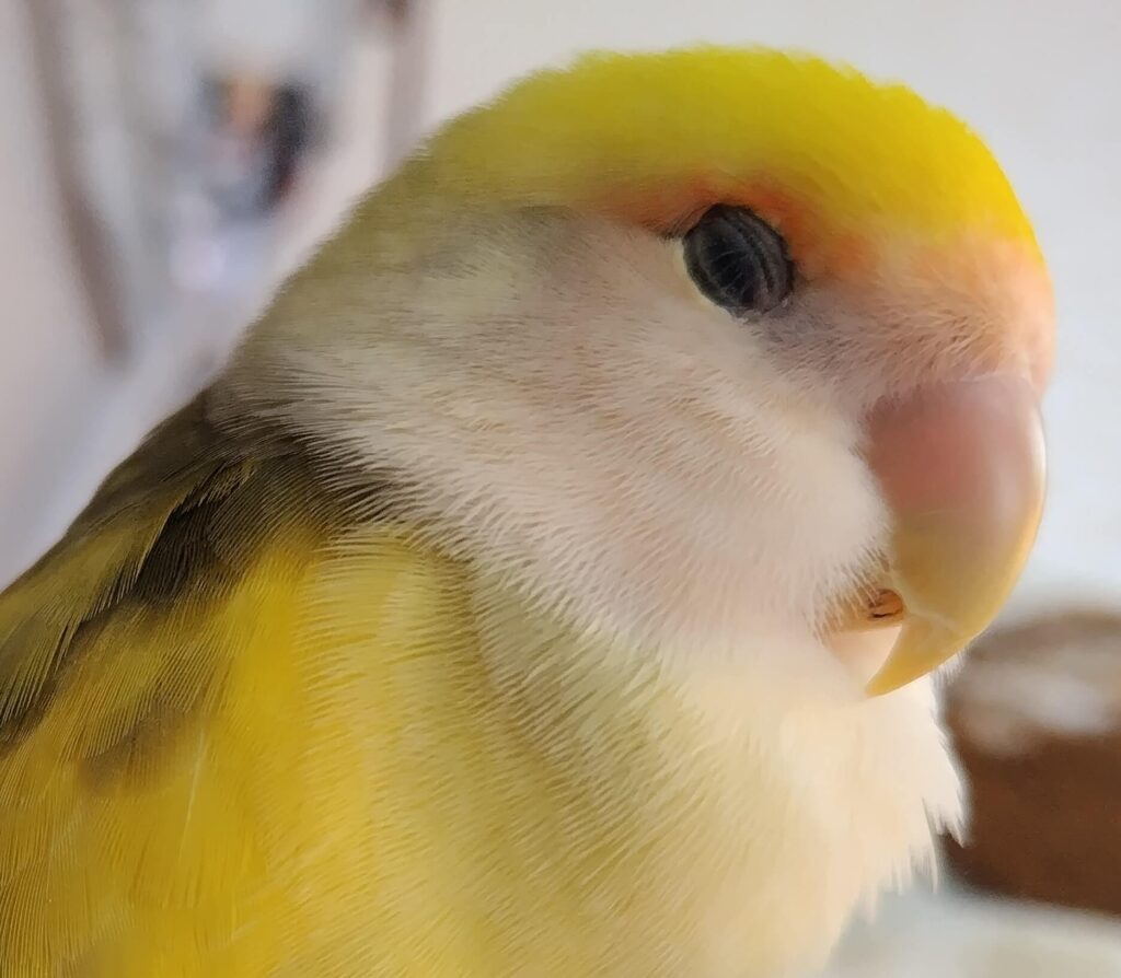 よもぎ