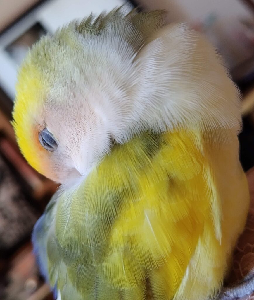 よもぎ