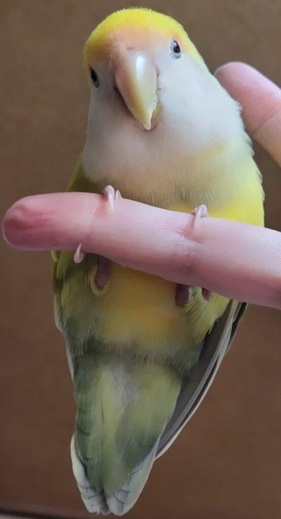 よもぎ