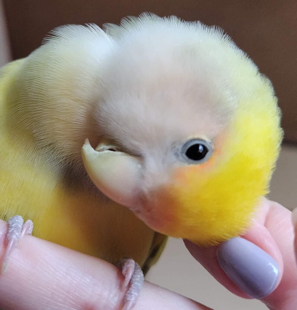 よもぎ