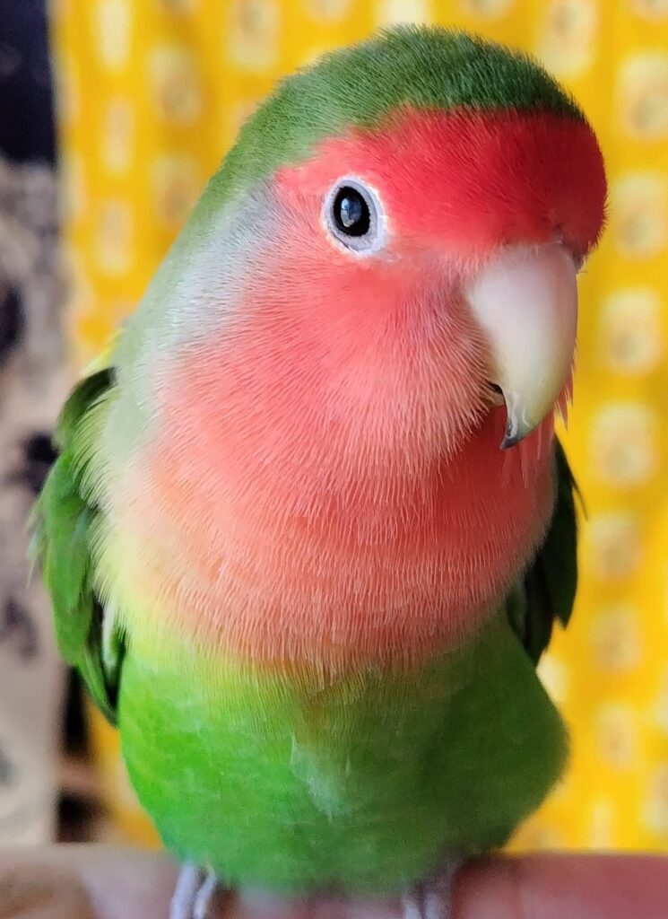 わさび