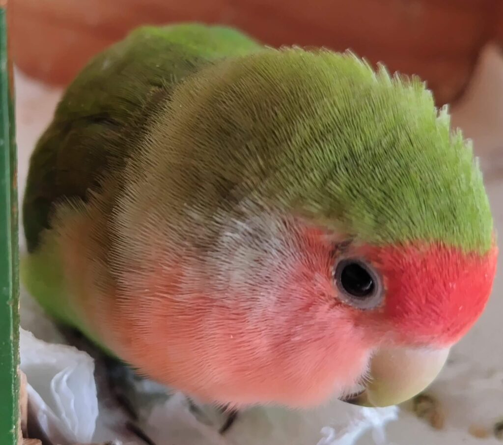 すだち