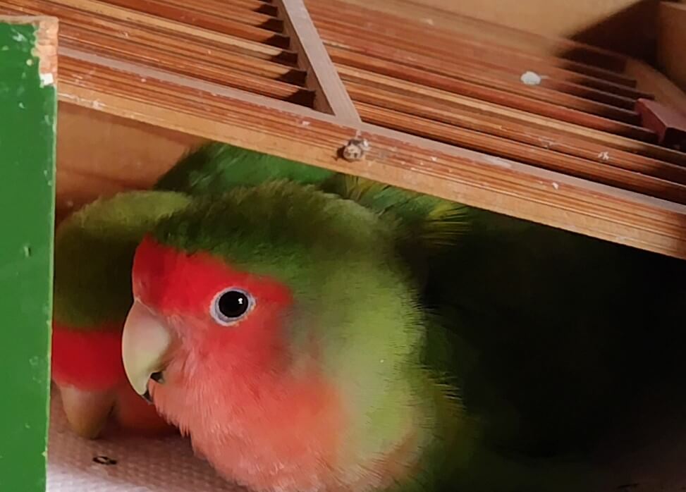 わさびとすだち