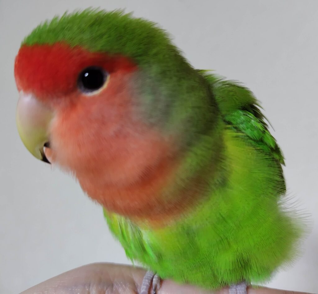 わさび