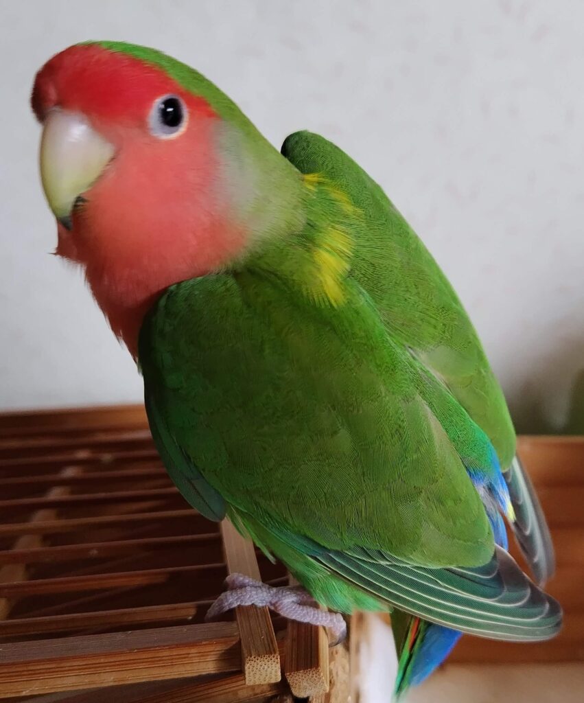 わさび
