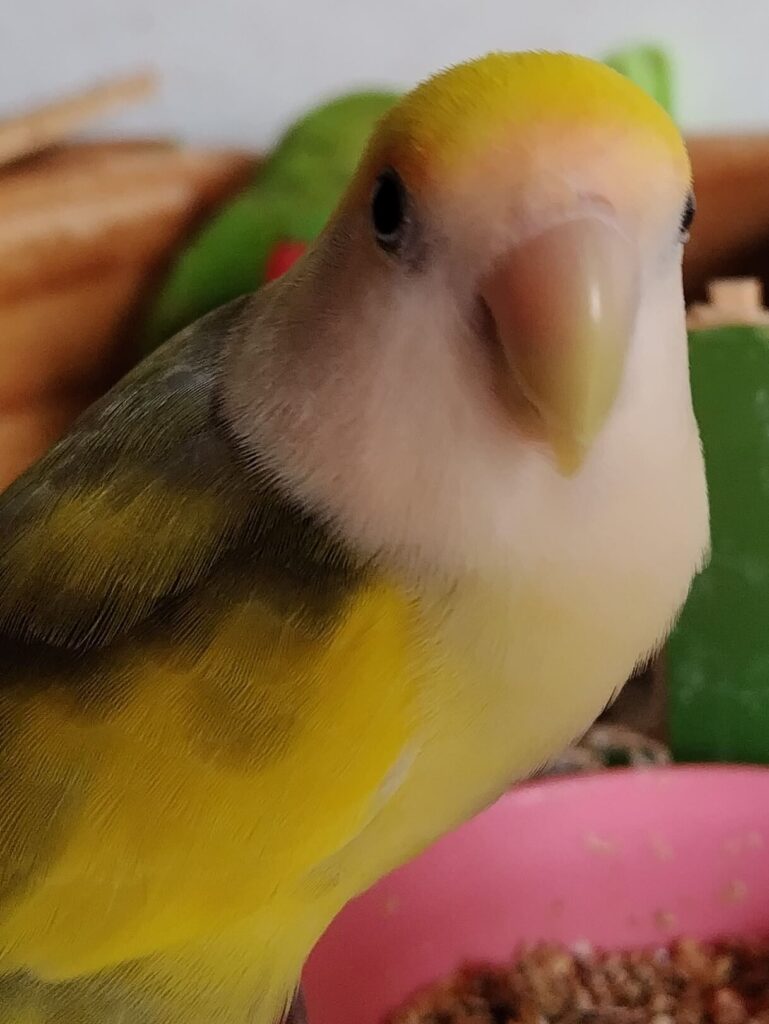 よもぎ