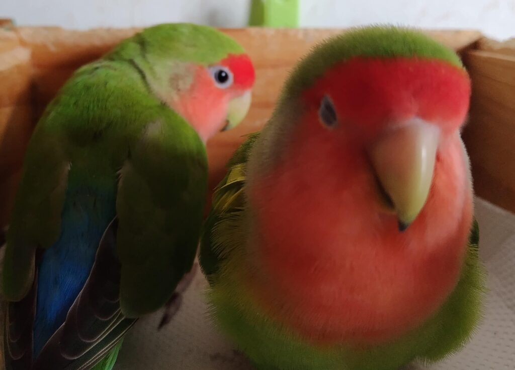 わさびとすだち