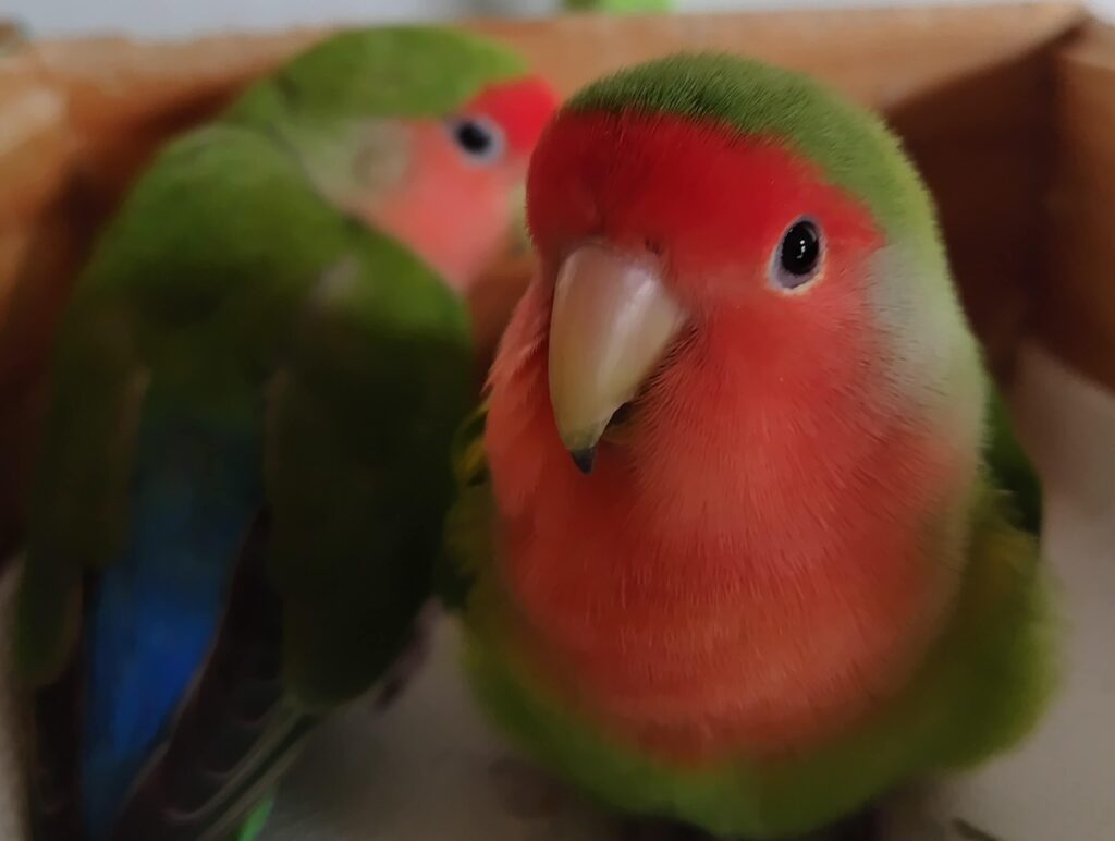 わさびとすだち