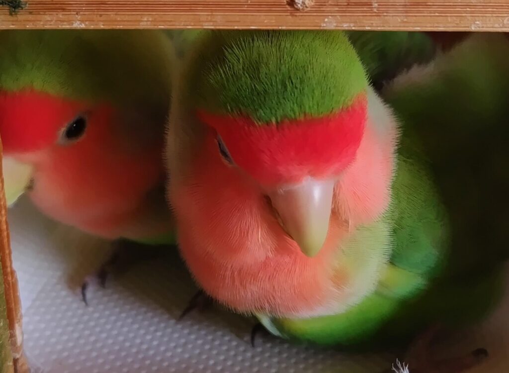 わさびとすだち