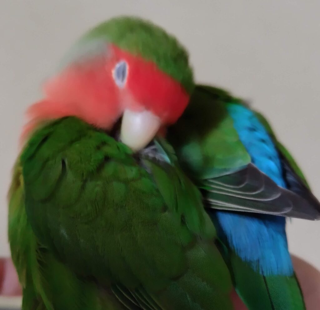 わさび