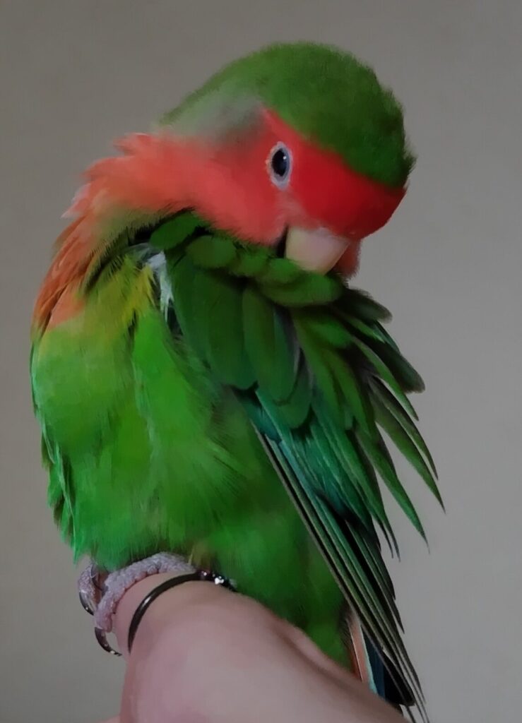わさび