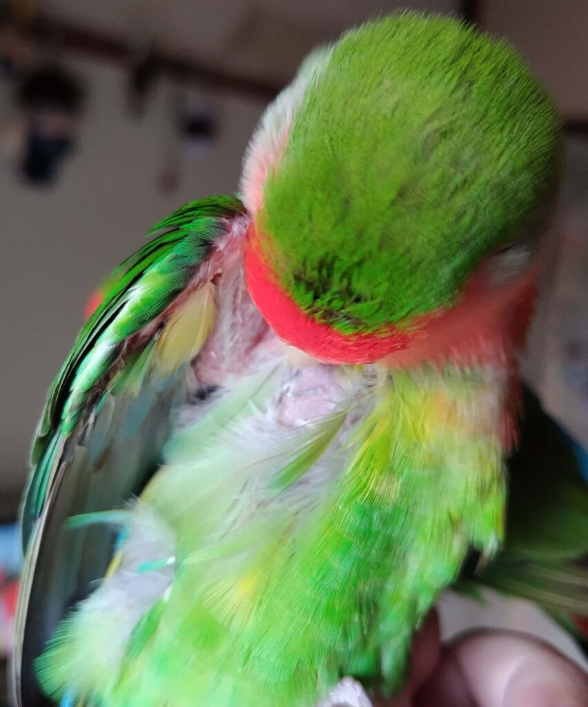 わさび