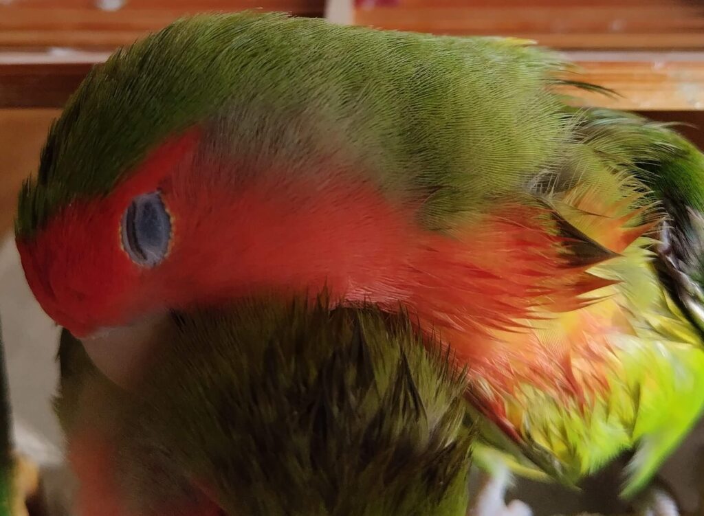 わさびとすだち