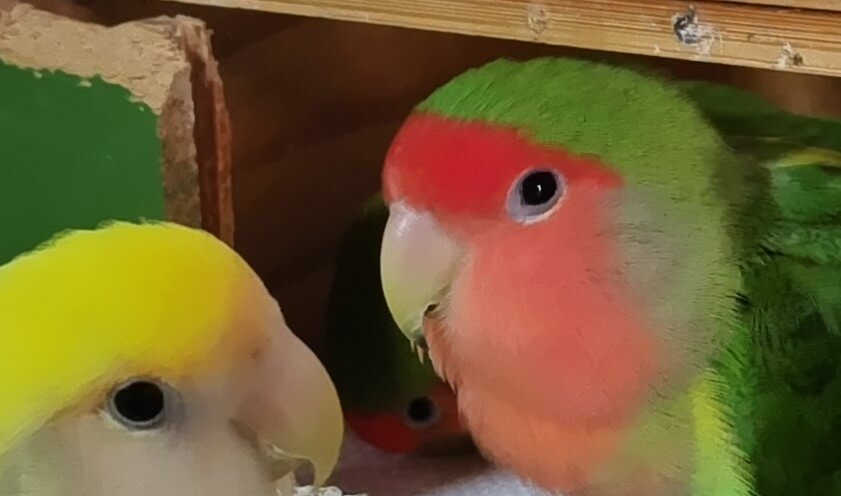 わさびとすだちとよもぎ
