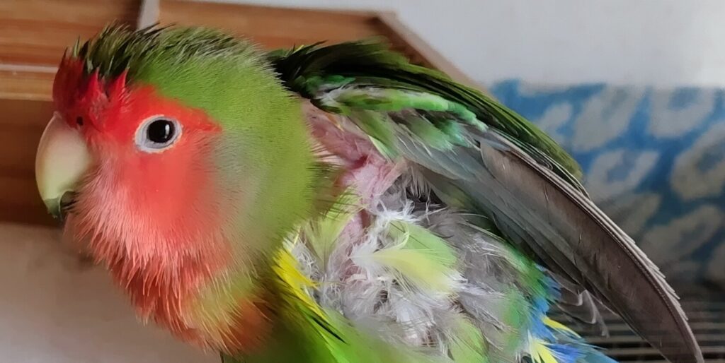 わさび