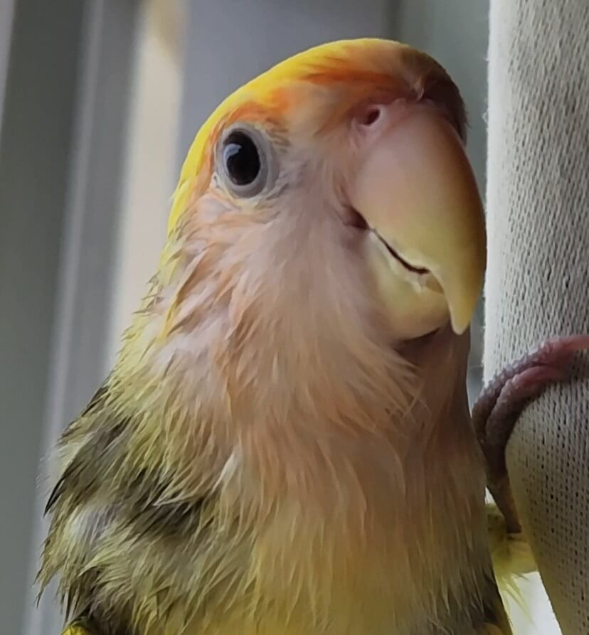 よもぎ