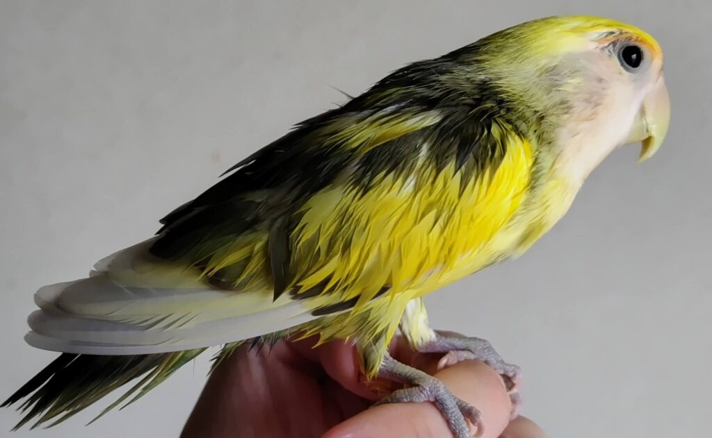よもぎ