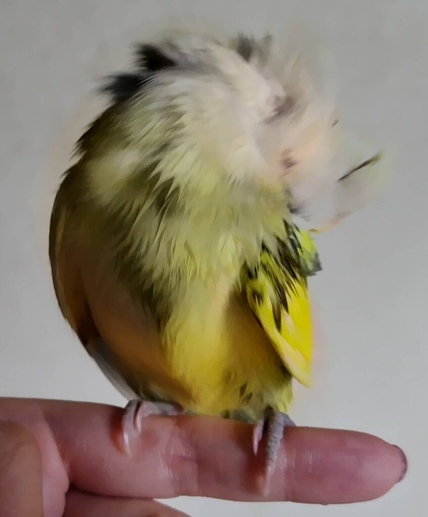 よもぎ
