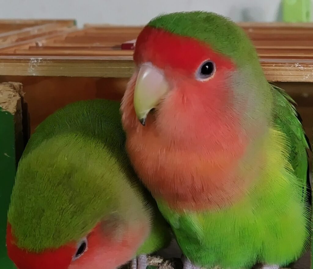 わさびとすだち