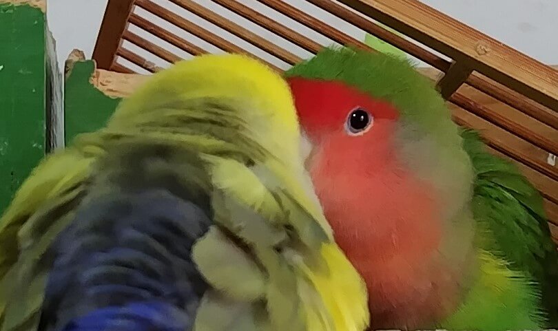 わさびとよもぎ