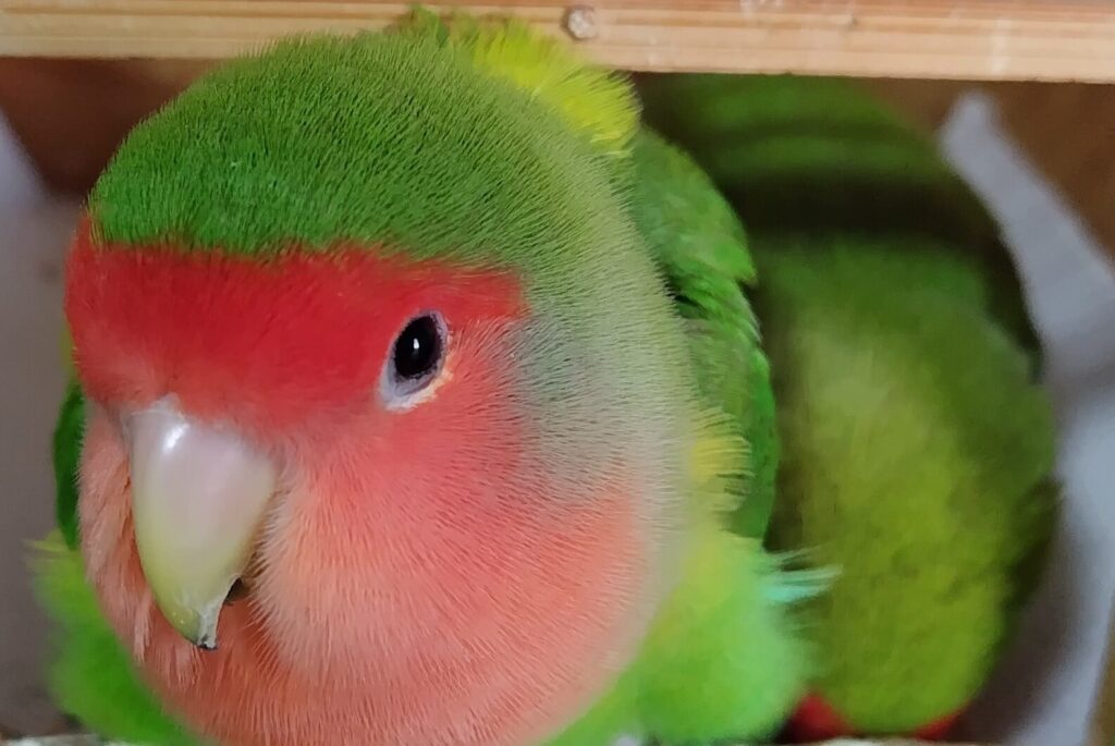 わさびとすだち