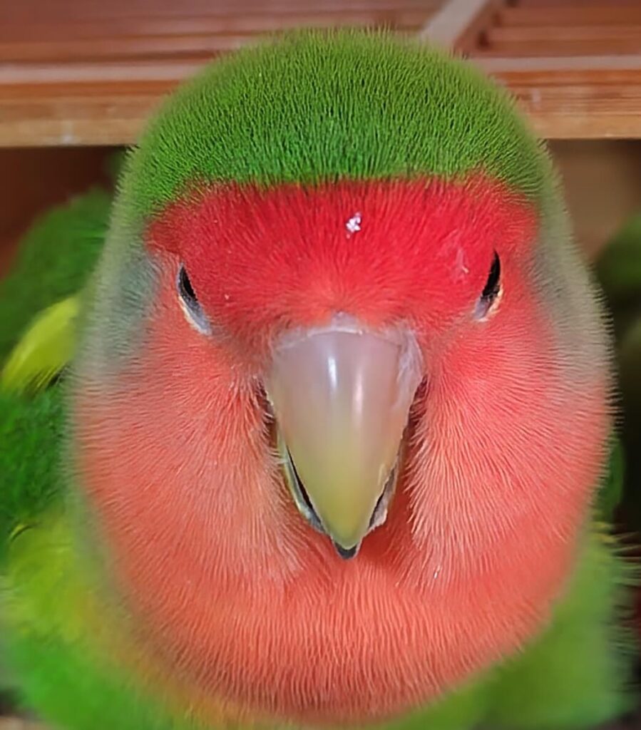 わさび