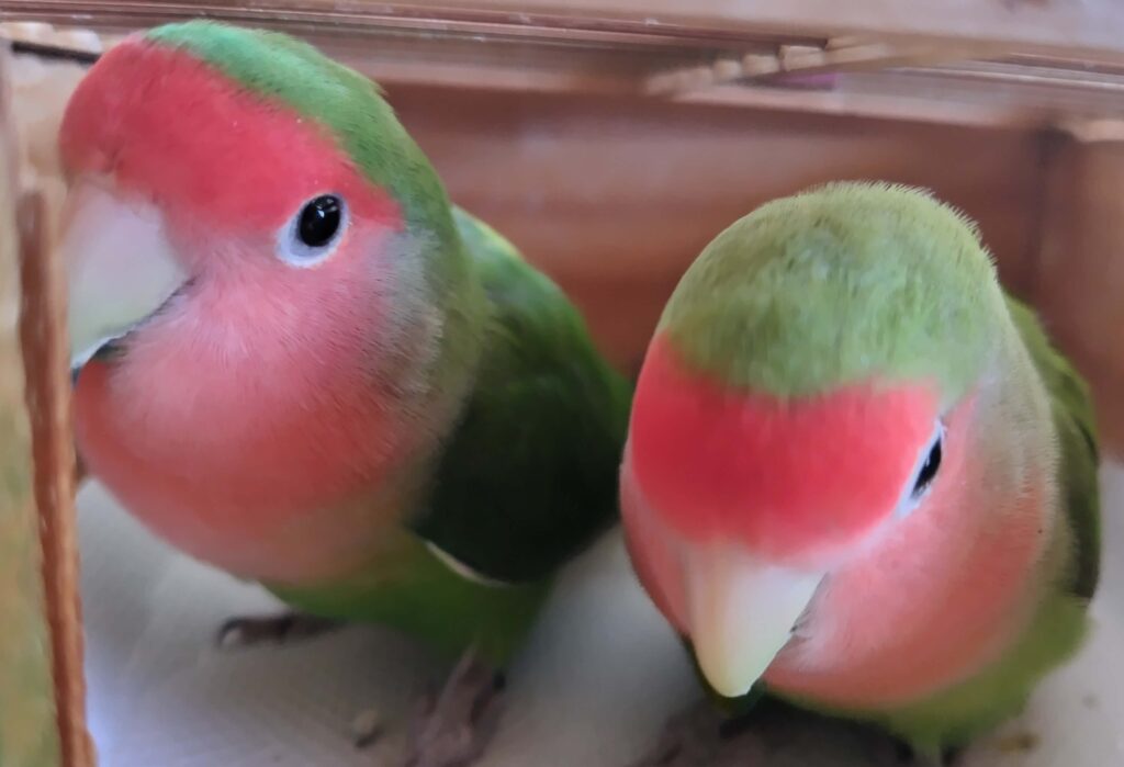 わさびとすだち