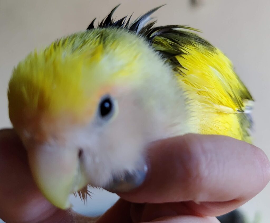 よもぎ
