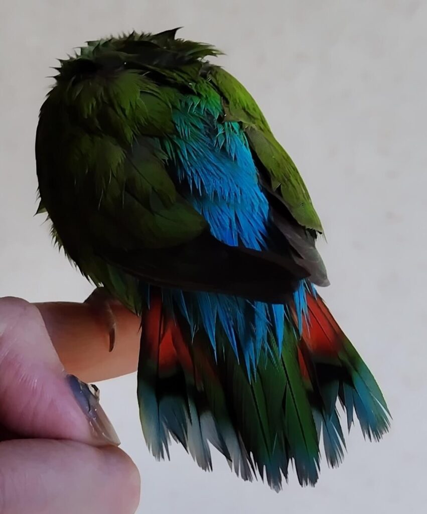 すだち