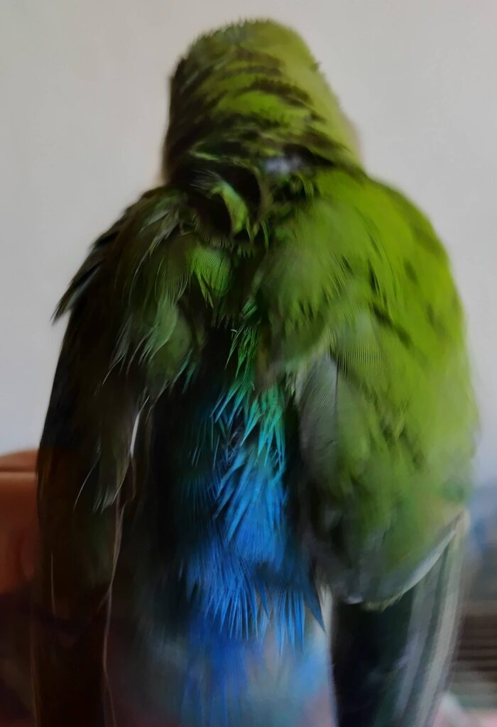 すだち