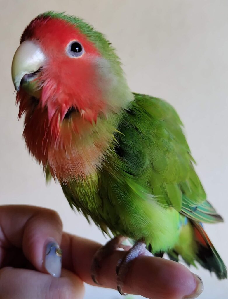 わさび