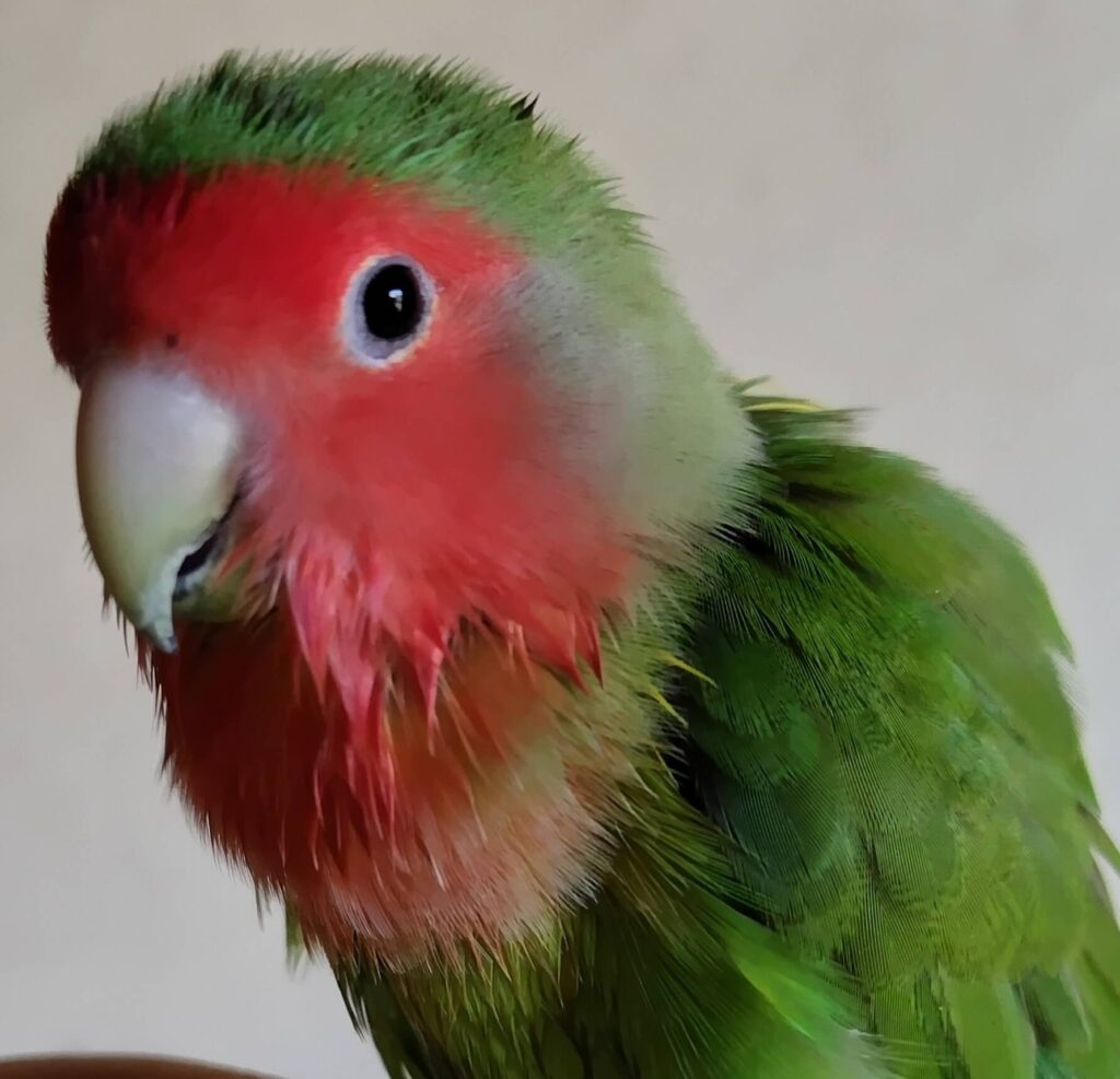 わさび