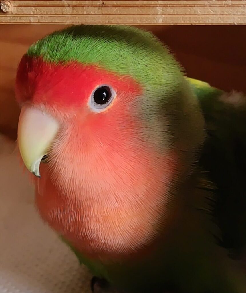 わさび
