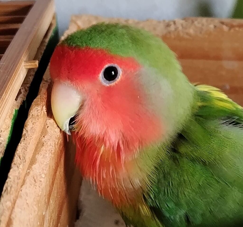 わさび