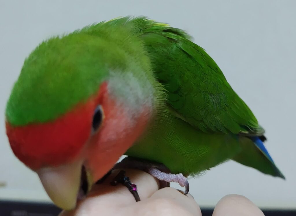 わさび