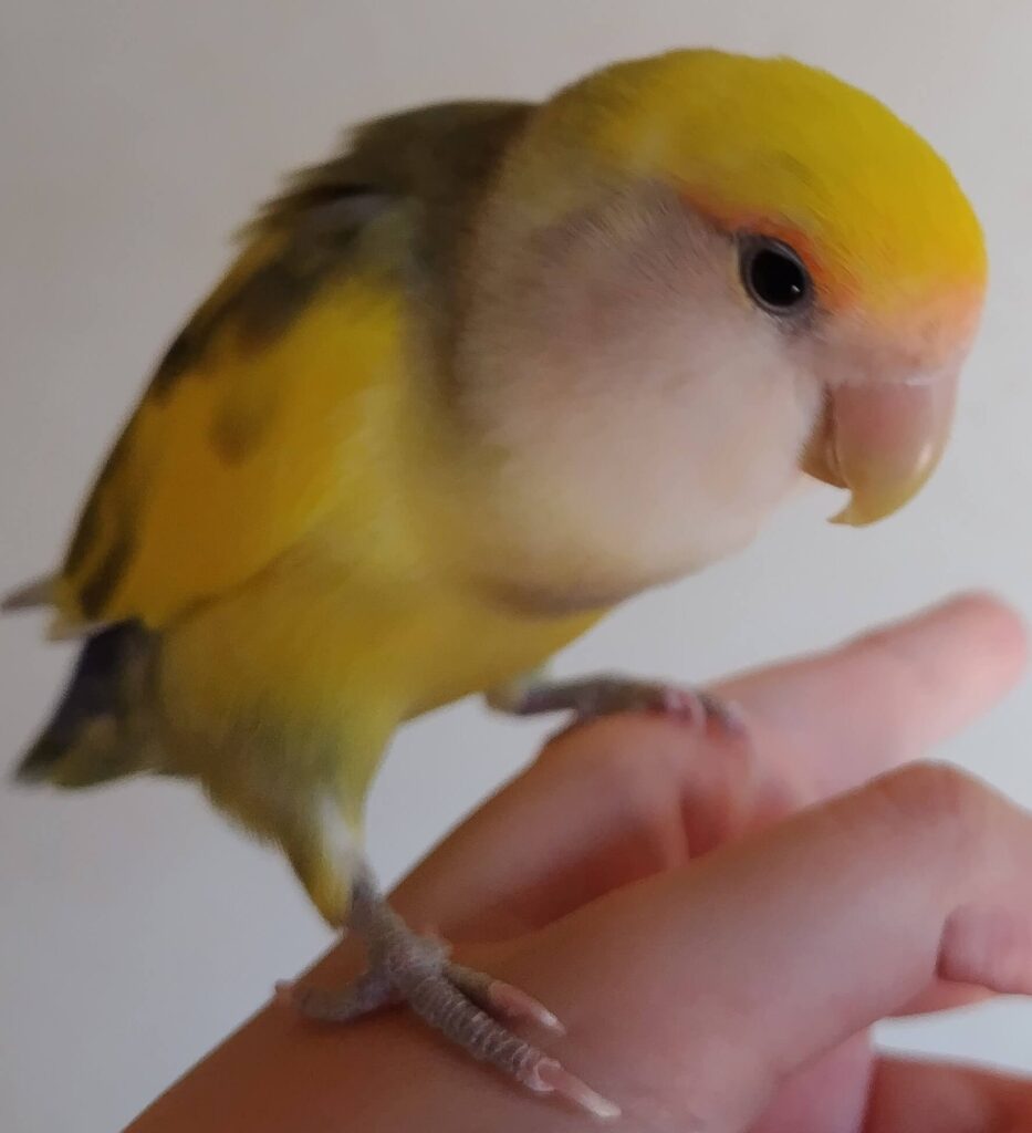 よもぎ