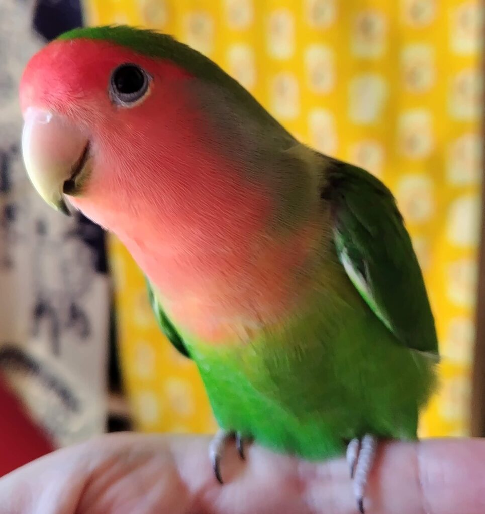 わさび
