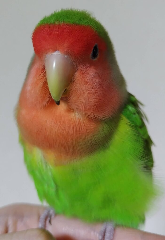 わさび