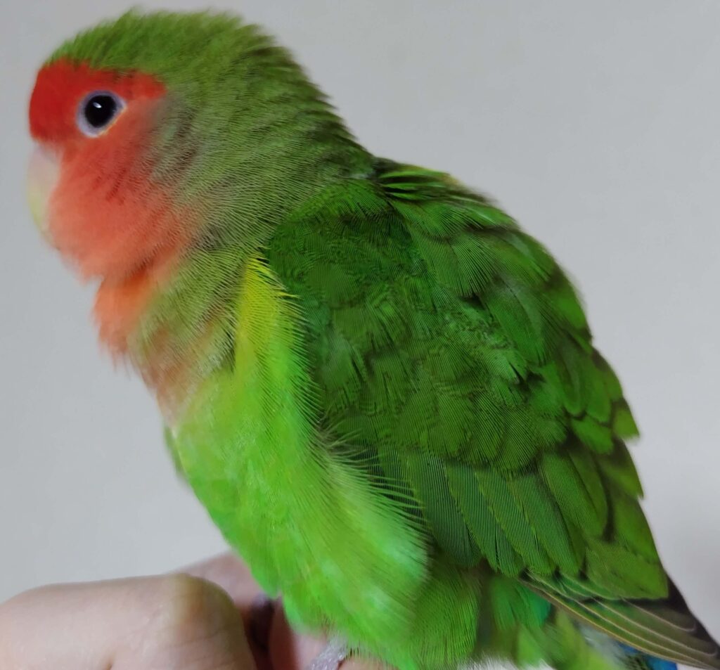 わさび