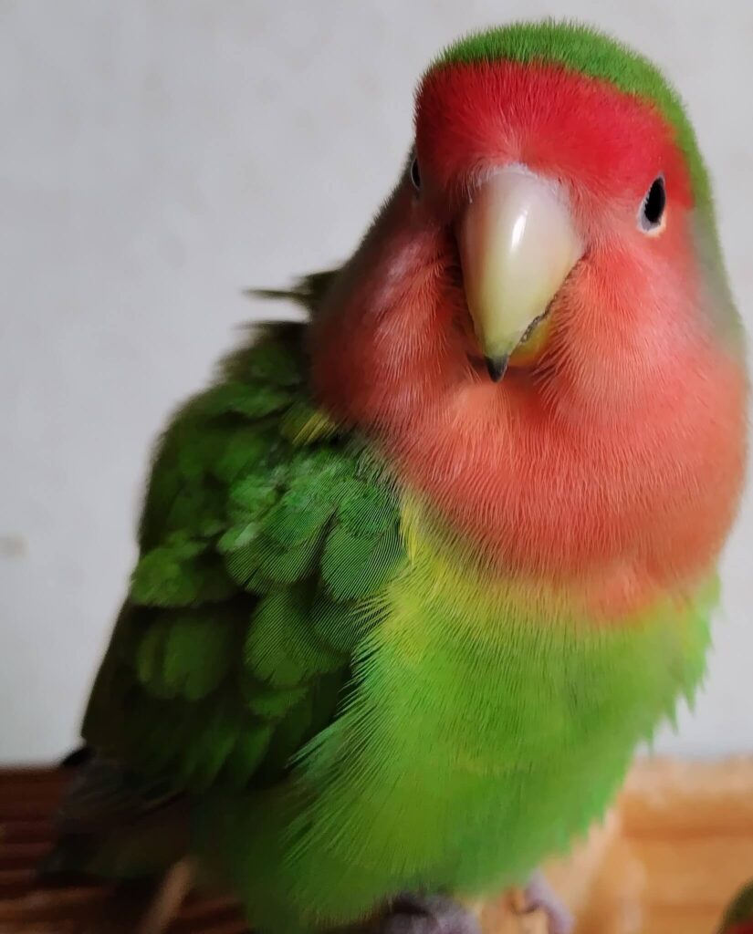 わさび