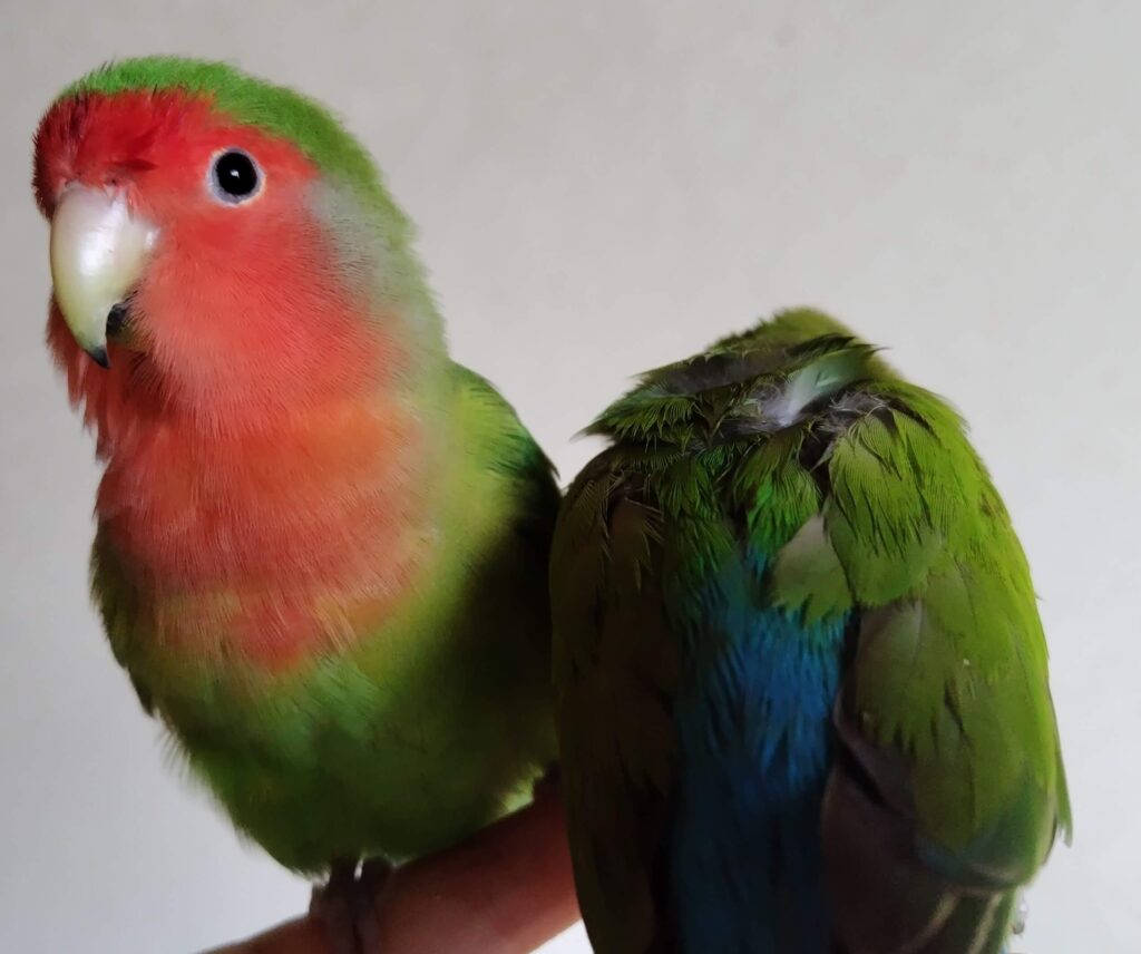 わさびとすだち
