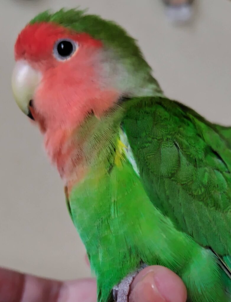 わさび