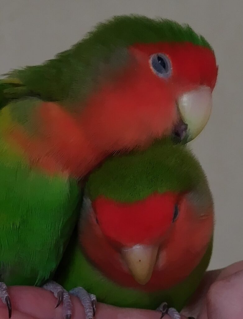 わさびとすだち