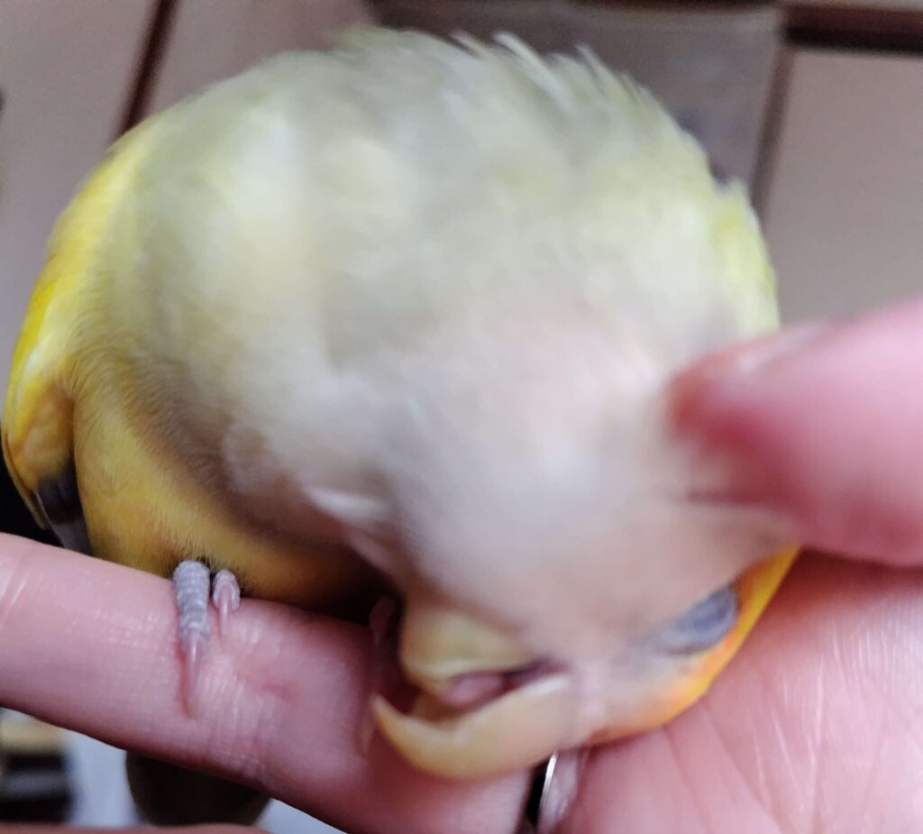 よもぎ