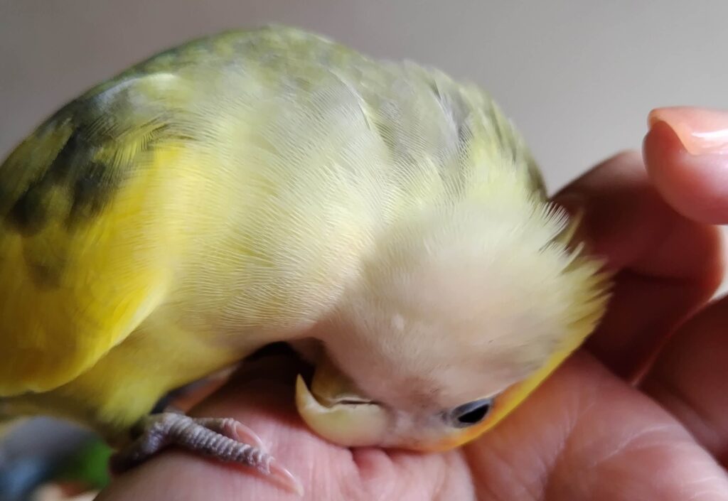 よもぎ