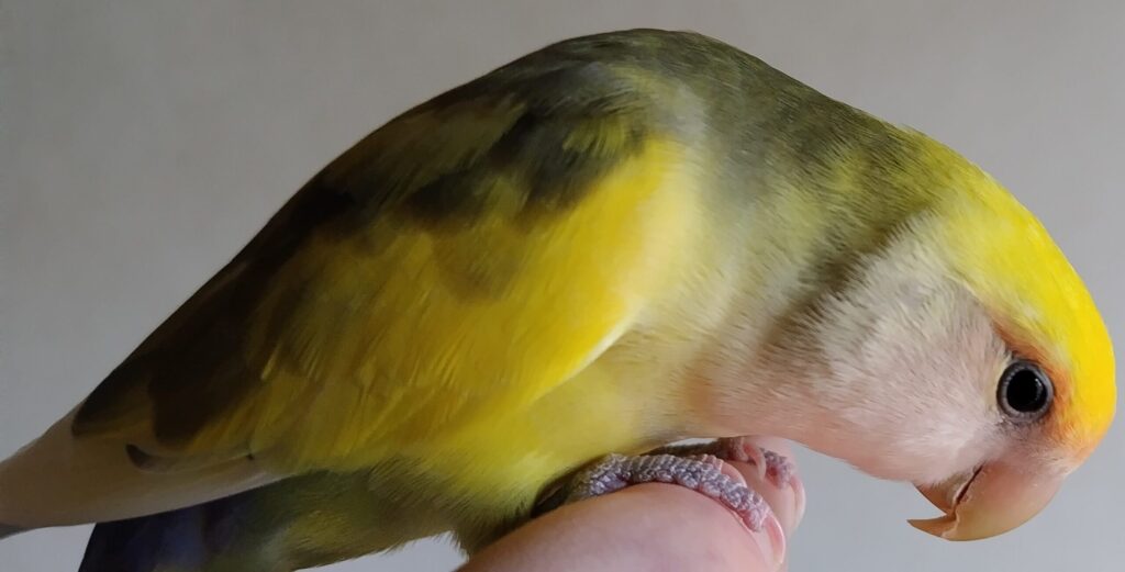 よもぎ
