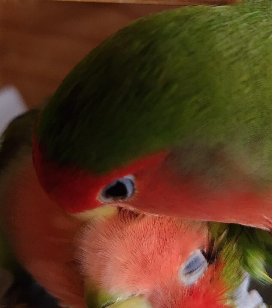 わさびとすだち
