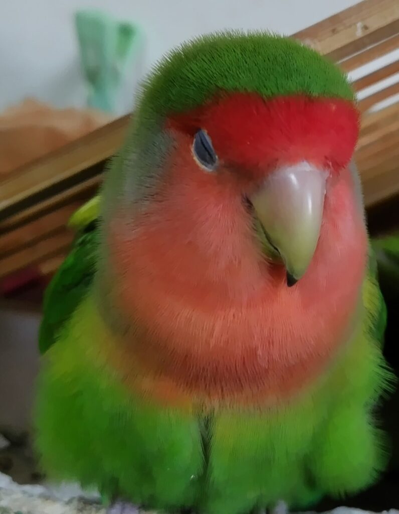 わさび